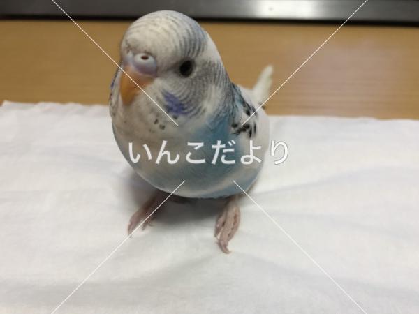 迷い鳥の写真