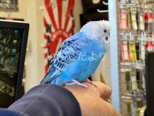 保護鳥の写真