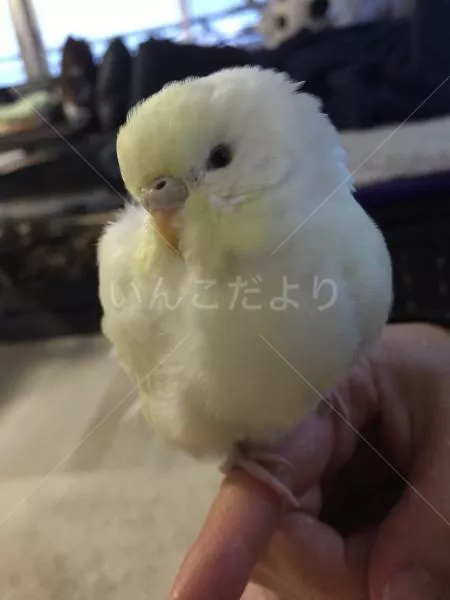 保護鳥の写真