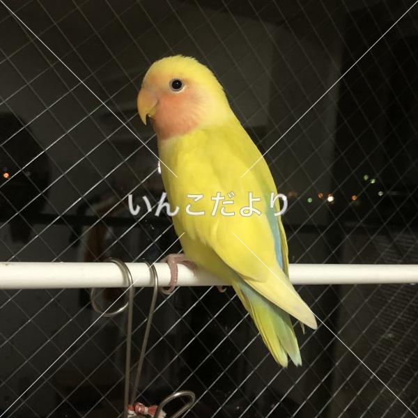 迷い鳥の写真