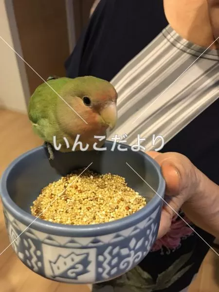 保護鳥の写真
