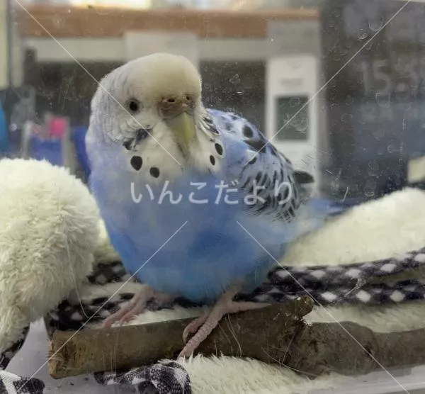 保護鳥の写真