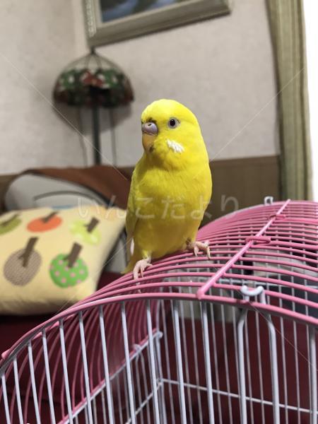 保護鳥の写真