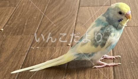 迷い鳥の写真