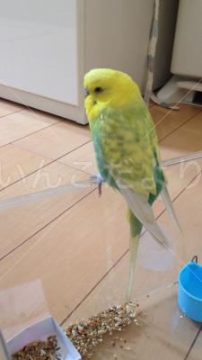 保護鳥の写真