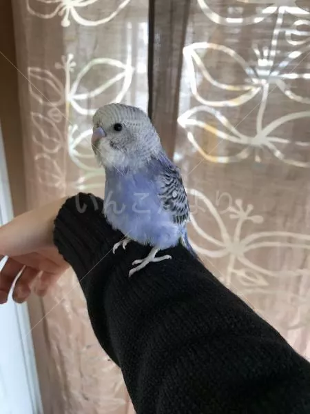 保護鳥の写真
