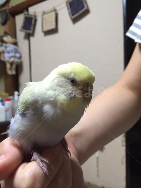 迷い鳥の写真