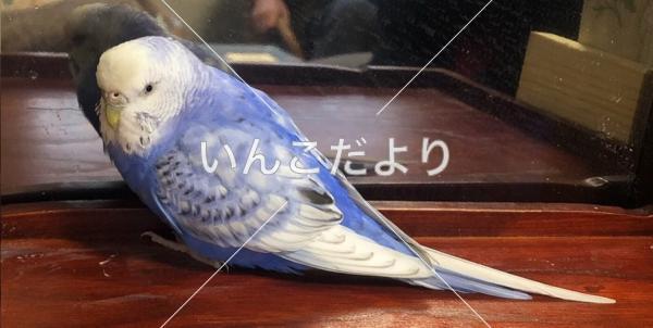 迷い鳥の写真