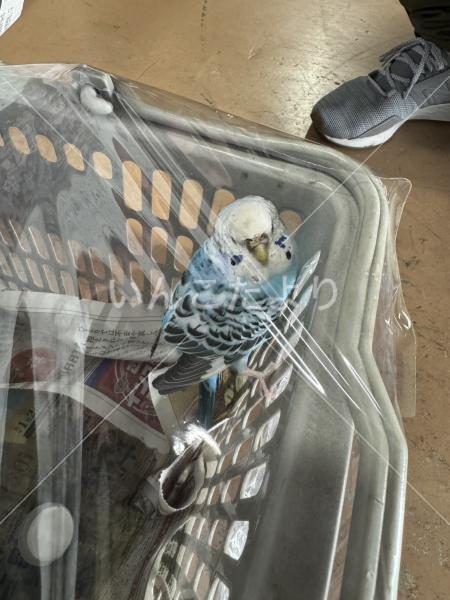 保護鳥の写真