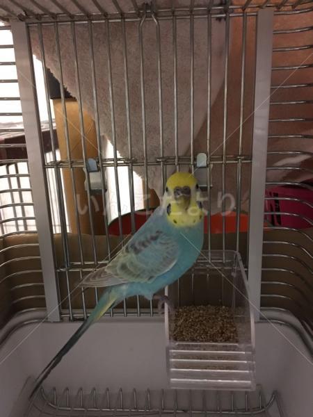 保護鳥の写真