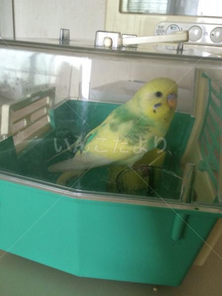 保護鳥の写真