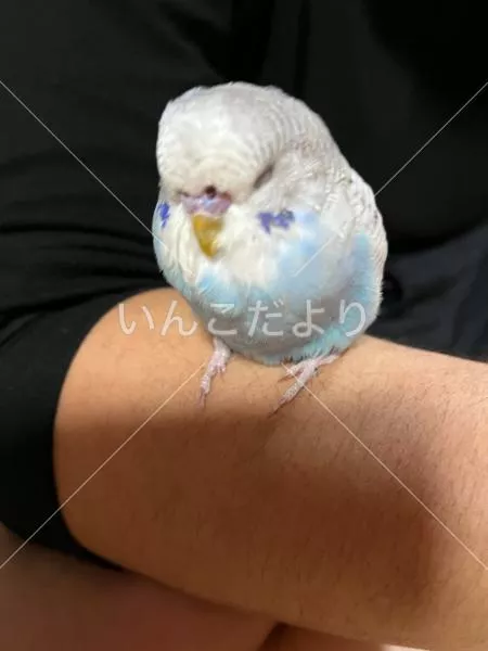保護鳥の写真