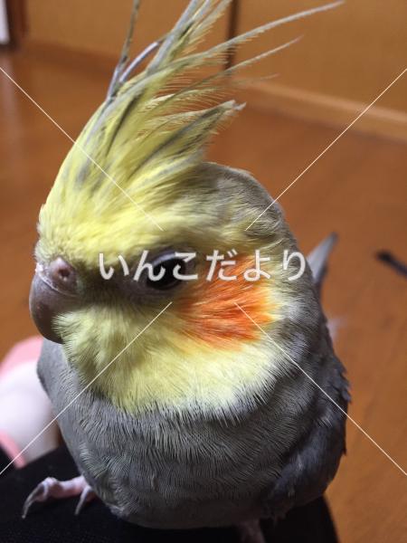 迷い鳥の写真