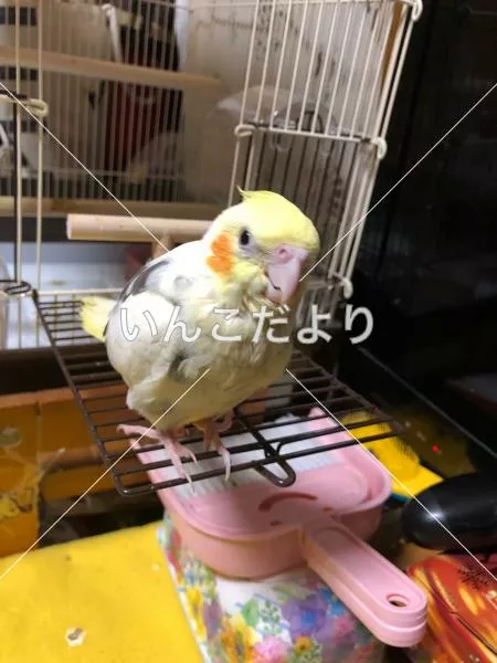 迷い鳥の写真