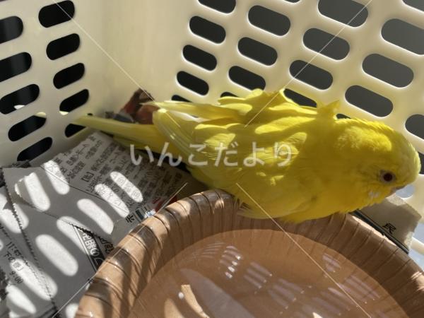 保護鳥の写真