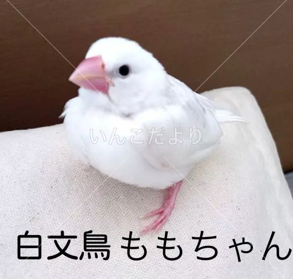 迷い鳥の写真