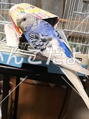 迷い鳥の写真