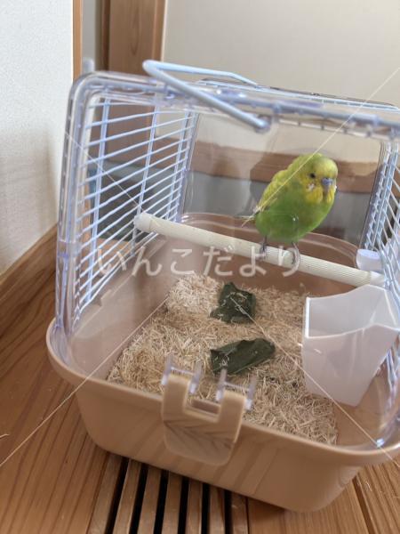 保護鳥の写真