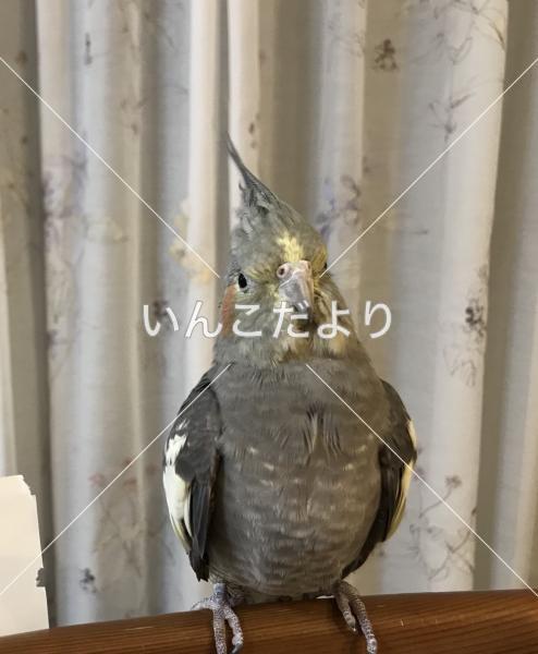 迷い鳥の写真