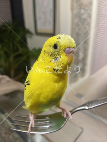 迷い鳥の写真