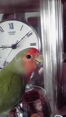 迷い鳥の写真