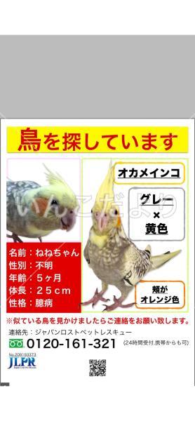 迷い鳥の写真