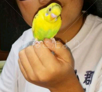 迷い鳥の写真