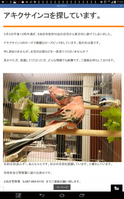 迷い鳥の写真