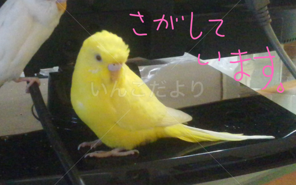 迷い鳥の写真
