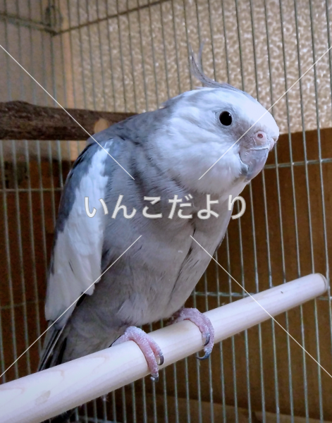 迷い鳥の写真