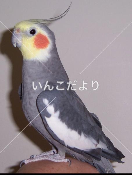 迷い鳥の写真