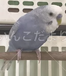 保護鳥の写真