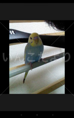 迷い鳥の写真