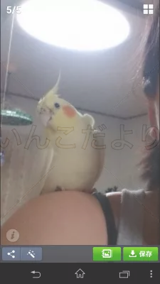 保護鳥の写真