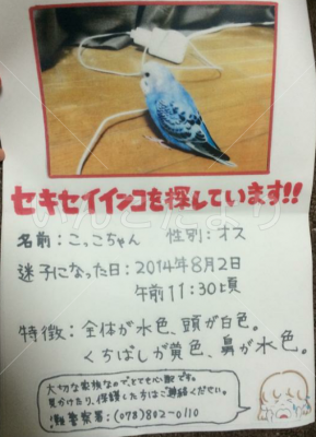 迷い鳥の写真