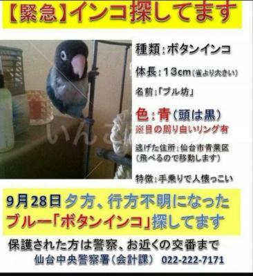 迷い鳥の写真