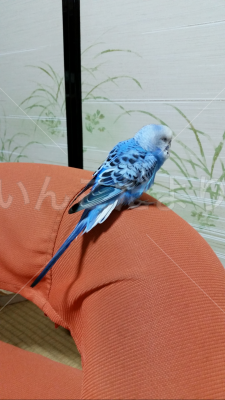 保護鳥の写真