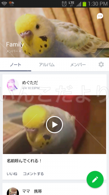 迷い鳥の写真