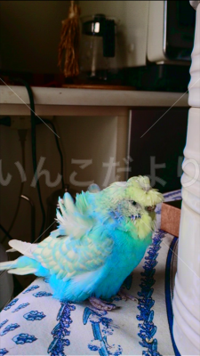 迷い鳥の写真