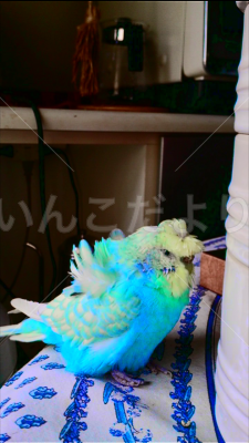 迷い鳥の写真