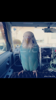 迷い鳥の写真