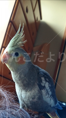 迷い鳥の写真