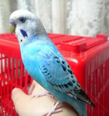 保護鳥の写真