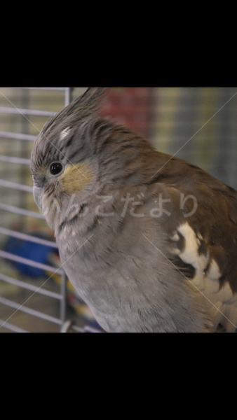 迷い鳥の写真