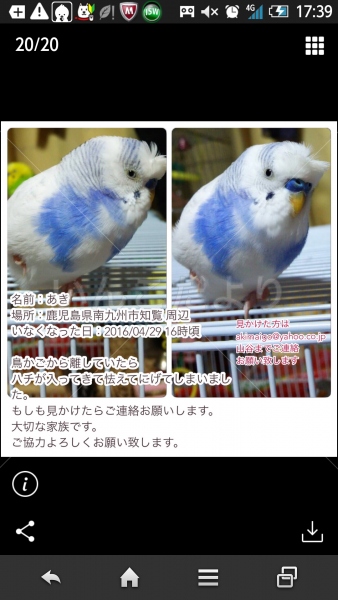 迷い鳥の写真