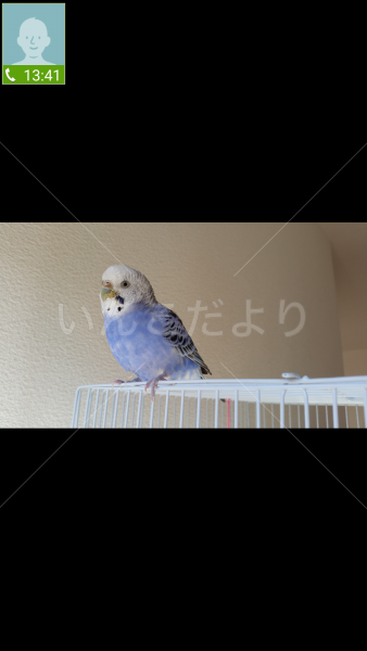 迷い鳥の写真
