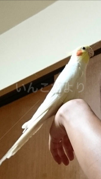 迷い鳥の写真