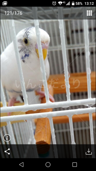 迷い鳥の写真