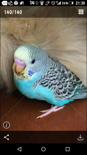 迷い鳥の写真