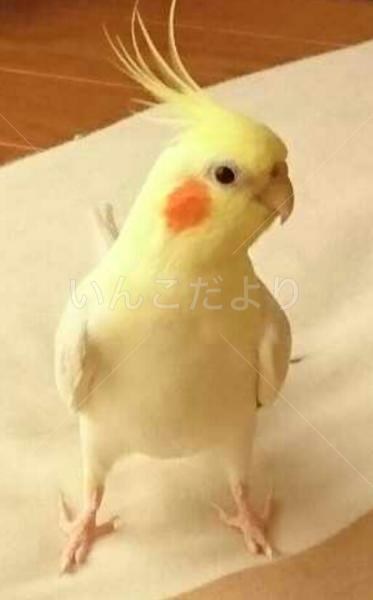 迷い鳥の写真